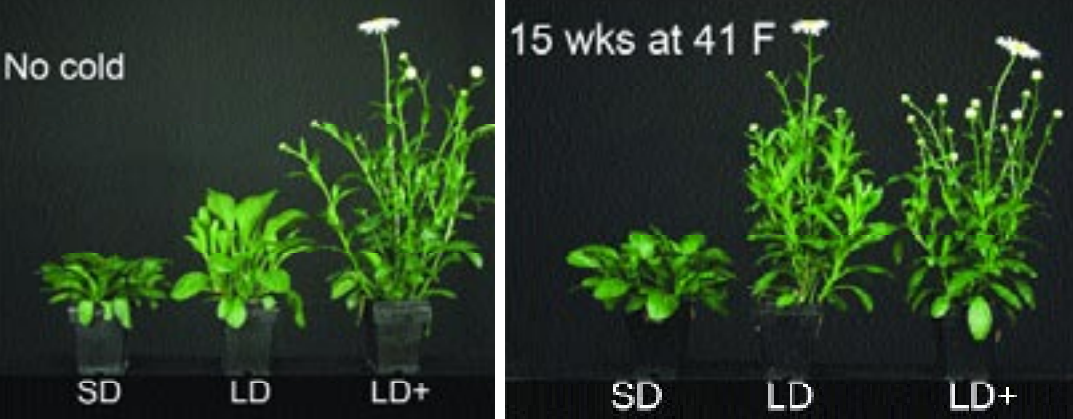 Improving perennial flower (Vernalization part 5) fig4